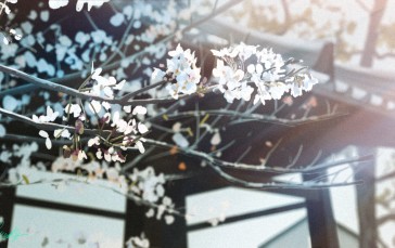 Banishment, Pixiv, Flowers, Branch, Sunlight Wallpaper