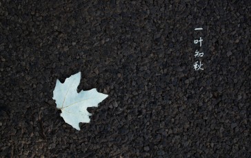 Leaves, Fall, Photography, Quote Wallpaper