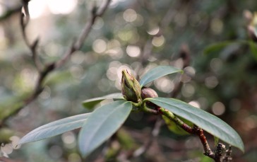 Nature, Leaves, Closeup, Blurred, Rhododendron Wallpaper