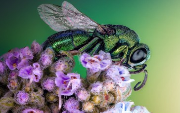 Insect, Nature, Animals, Macro, Closeup, Iridescent Wallpaper
