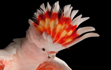 Animals, Birds, Parrot, Pink Cockatoo, Australia, Nature Wallpaper