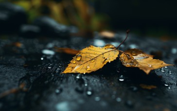 Fall, Leaves, Water, Water Drops Wallpaper