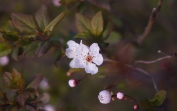 Peach Blossom, Cherry Plum, Spring, Spring Flower, Flowers, Nature Wallpaper