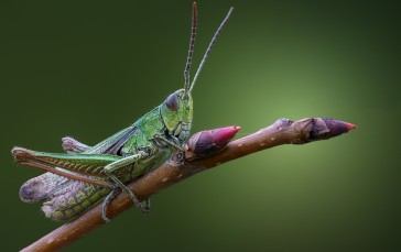Macro, Nature, Insect, Grasshopper, Branch Wallpaper