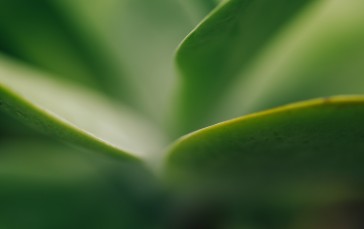 Macro, Closeup, Photography, Plants, Nature Wallpaper