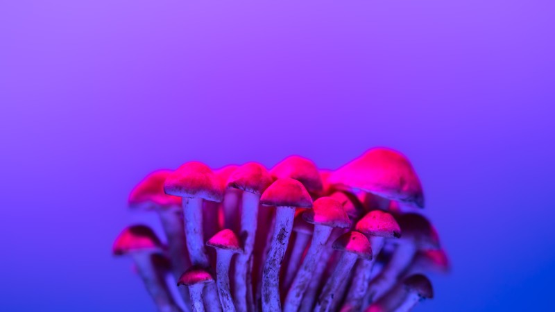 Simple Background, Mushroom, Red, Minimalism Wallpaper