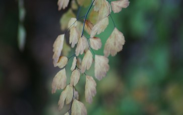 Nature, Leaves, Depth of Field, Closeup Wallpaper