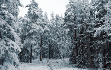 Sweden, North , Snow, Pine Trees Wallpaper