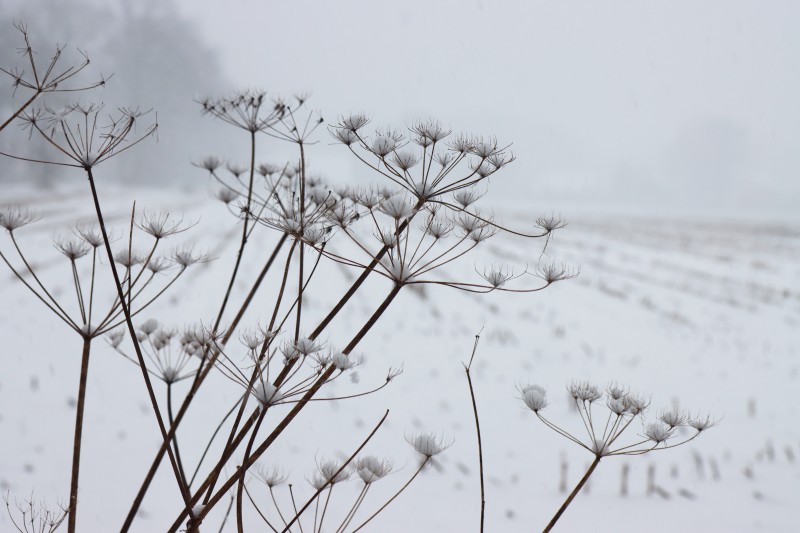 Nature, Snow, Cold, Plants, Winter Wallpaper