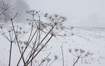 Nature, Snow, Cold, Plants, Winter Wallpaper