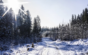Nature, Landscape, Sun, Trees, Winter, Snow Wallpaper