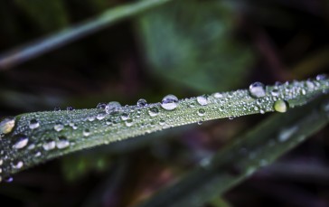 Nature, Water Drops, Grass, Macro, Green Wallpaper