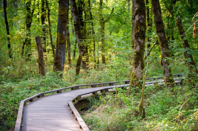 Oregon, Beaverton, Park, Forest, Wooden Walkway, Depth of Field Wallpaper