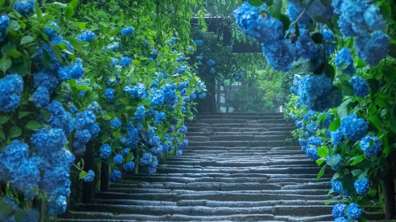 Green, Blue Flowers, Flowers, Plants, Steps, Outdoors Wallpaper