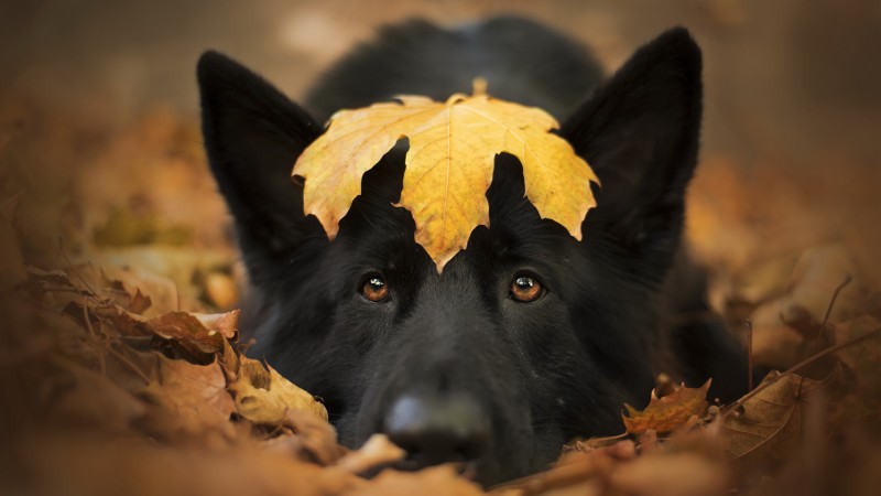 Animals, Dog, Mammals, Fall, Fallen Leaves Wallpaper
