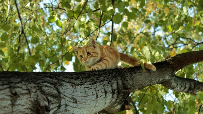 Animals, Cats, Trees, Worm’s Eye View, Low-angle Wallpaper