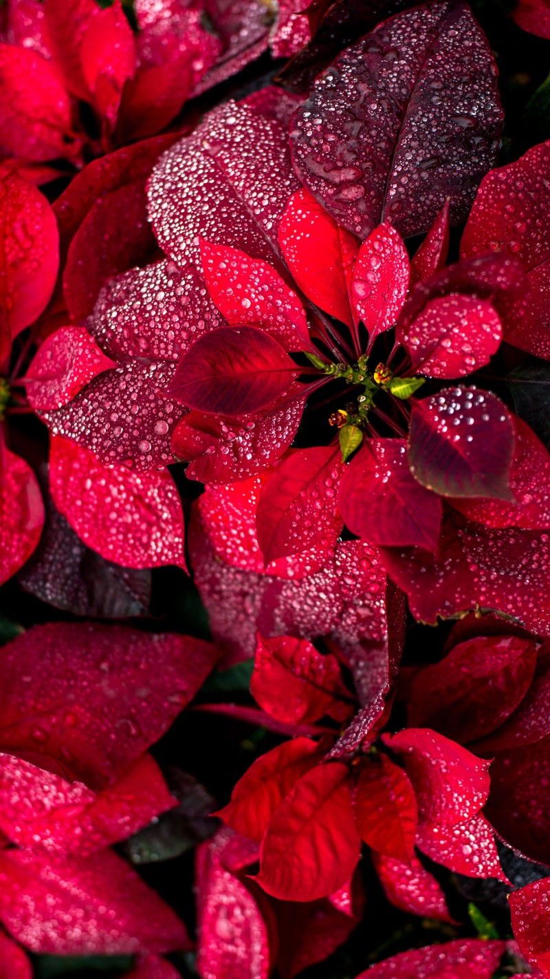 Red, Plants, Leaves, Water Drops Wallpaper