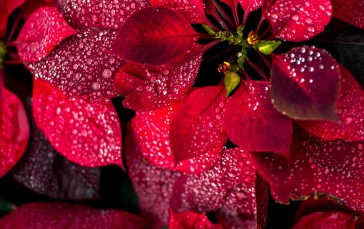 Red, Plants, Leaves, Water Drops Wallpaper