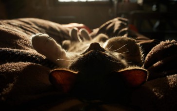 Animals, Cats, Feline, Mammals, Lying on Back, Sleeping Wallpaper