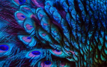 Feathers, Blue, Closeup, Peacock Feathers Wallpaper