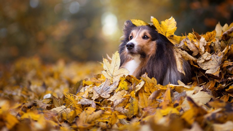 Animals, Dog, Mammals, Fall, Fallen Leaves, Outdoors Wallpaper