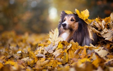 Animals, Dog, Mammals, Fall, Fallen Leaves, Outdoors Wallpaper
