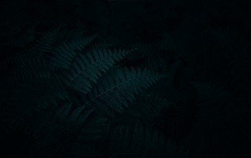 Ferns, Night, Forest, Digital Art, Low Light Wallpaper