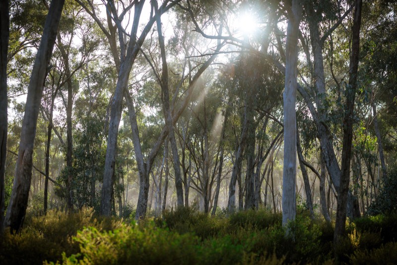 Australia, Nature, Trees, Forest, Shrubs Wallpaper