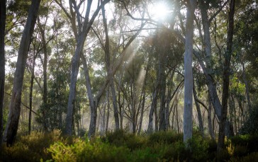 Australia, Nature, Trees, Forest, Shrubs Wallpaper